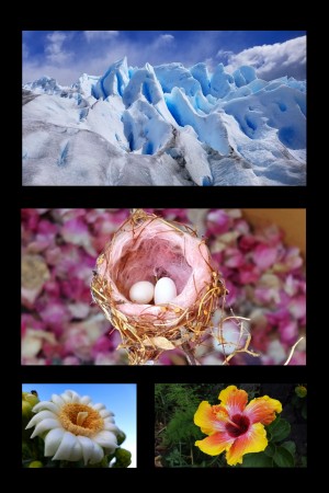 Perito Moreno Glacier Hummingbird Nest Saguaro Flower and Hibiscus